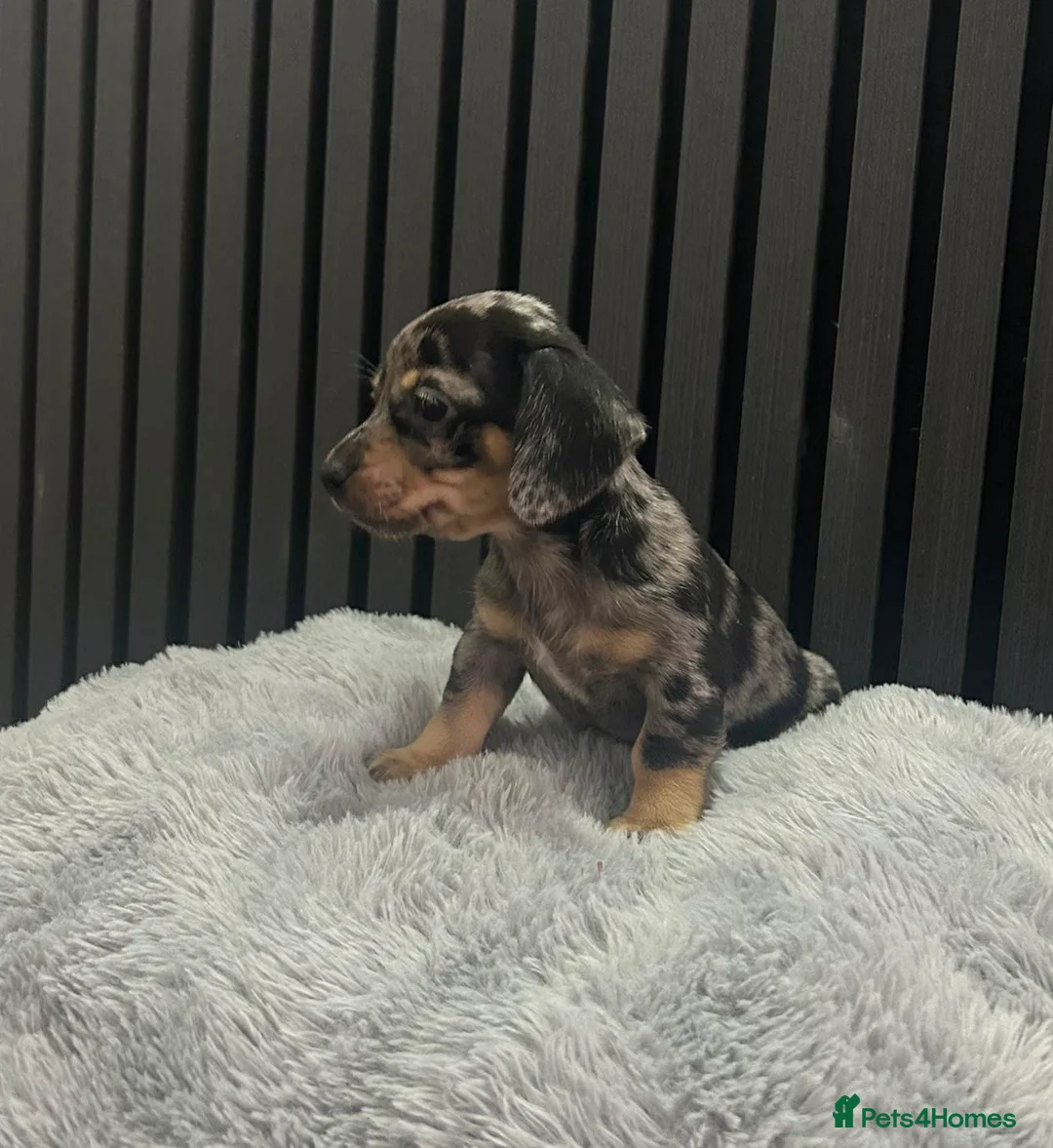 Chiweenie dogs for sale: Cute Chiweenie Boys - Advert 29