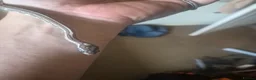 Corn Snake reptiles for sale: Corn snake - Advert 6