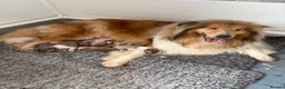 Rough Collie dogs for sale: KC registered sable and white rough collie puppies - Advert 4