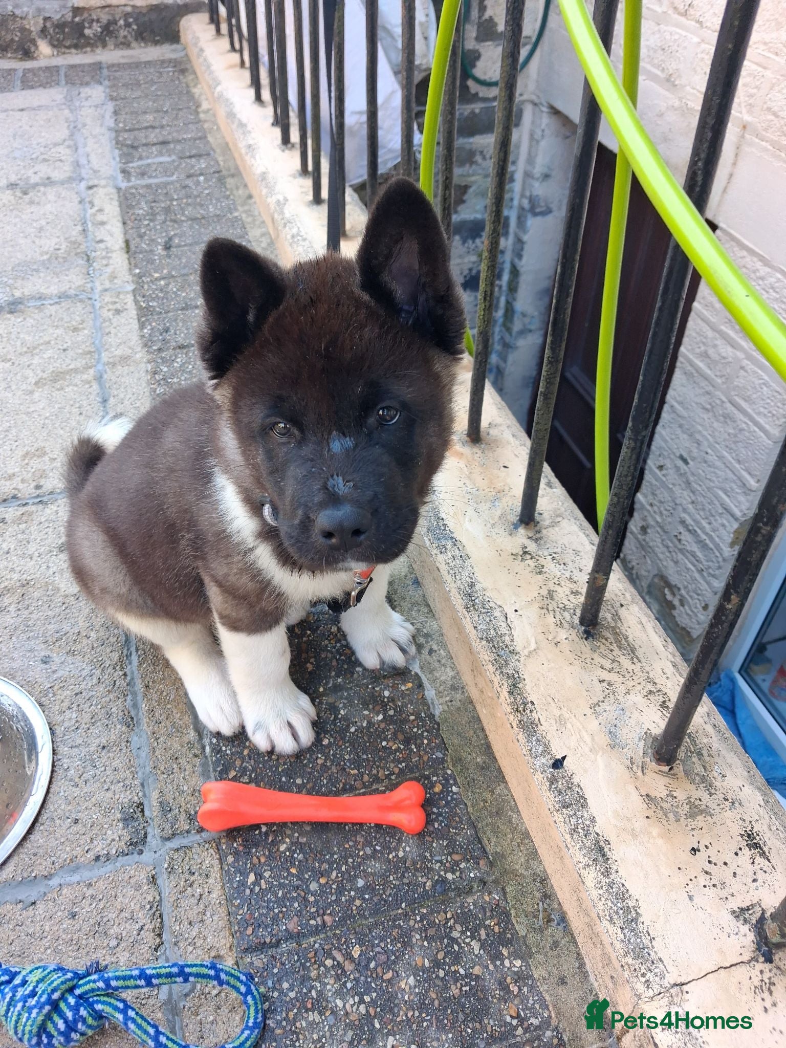 Akita dogs MR S H  - Advert 4