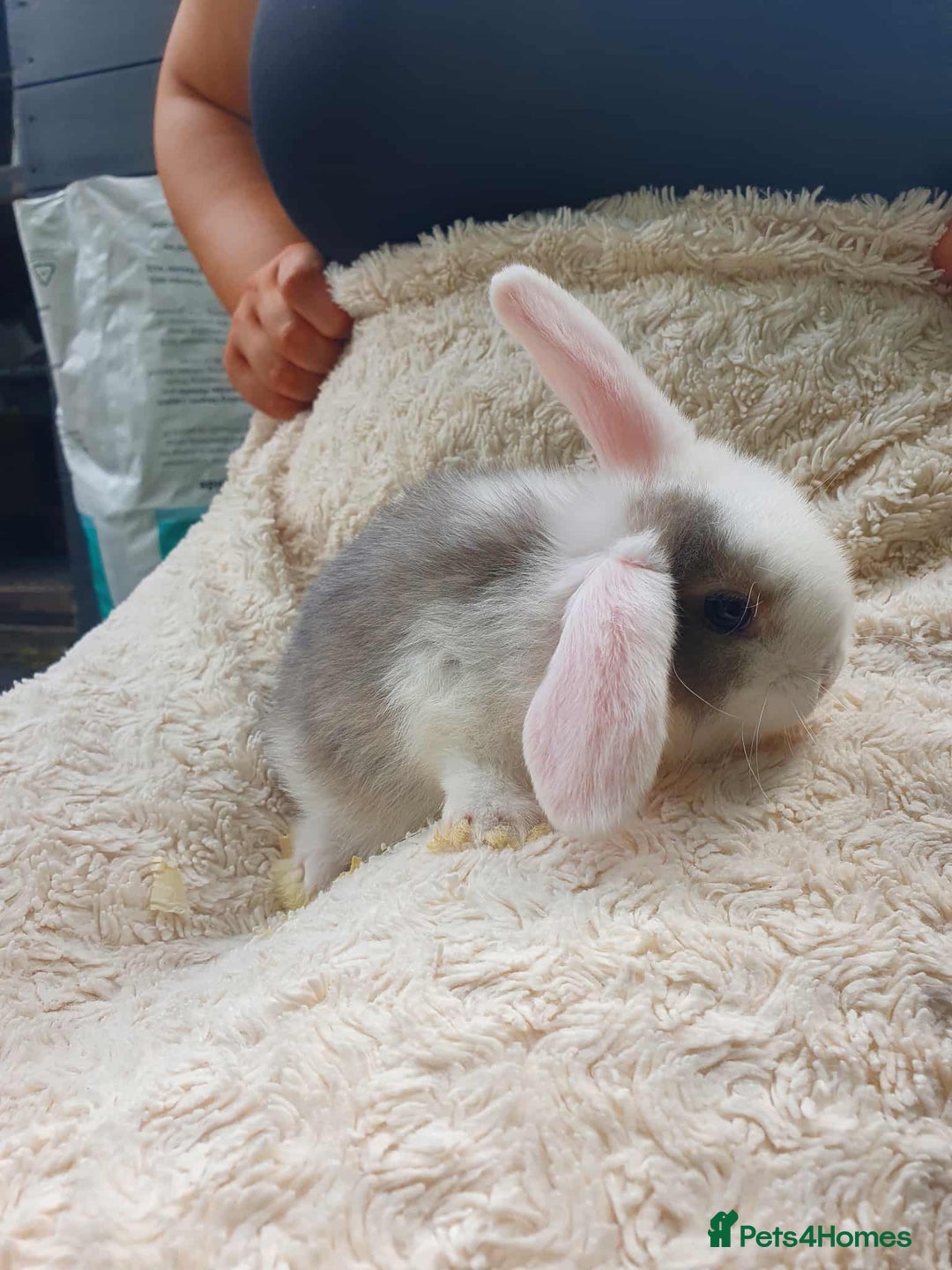Lionhead rabbits for sale: Lion Lop Bunnies  - Image 8