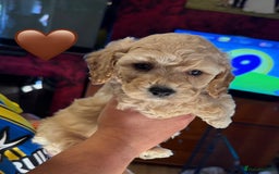 Poochon dogs for sale: poochon puppies  - Image 12