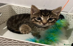 Mixed Breed cats for sale: Precious litter of kittens  - Image 1