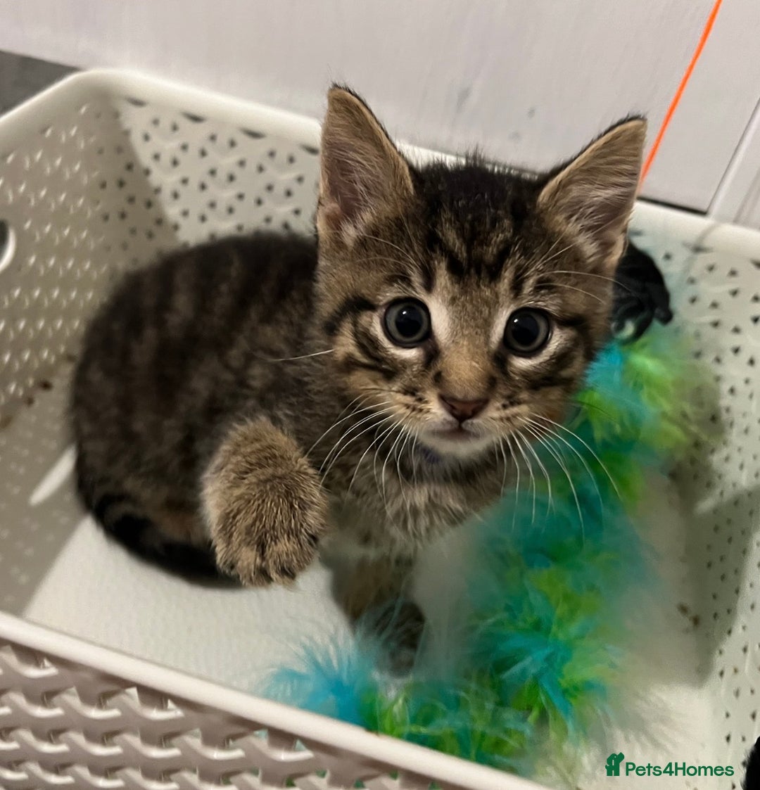 Mixed Breed cats for sale: Precious litter of kittens  - Image 1