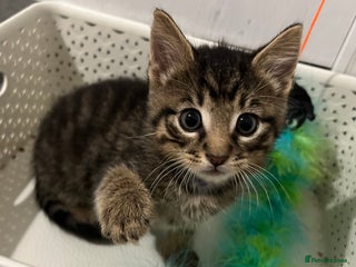 Mixed Breed cats - Advert 5