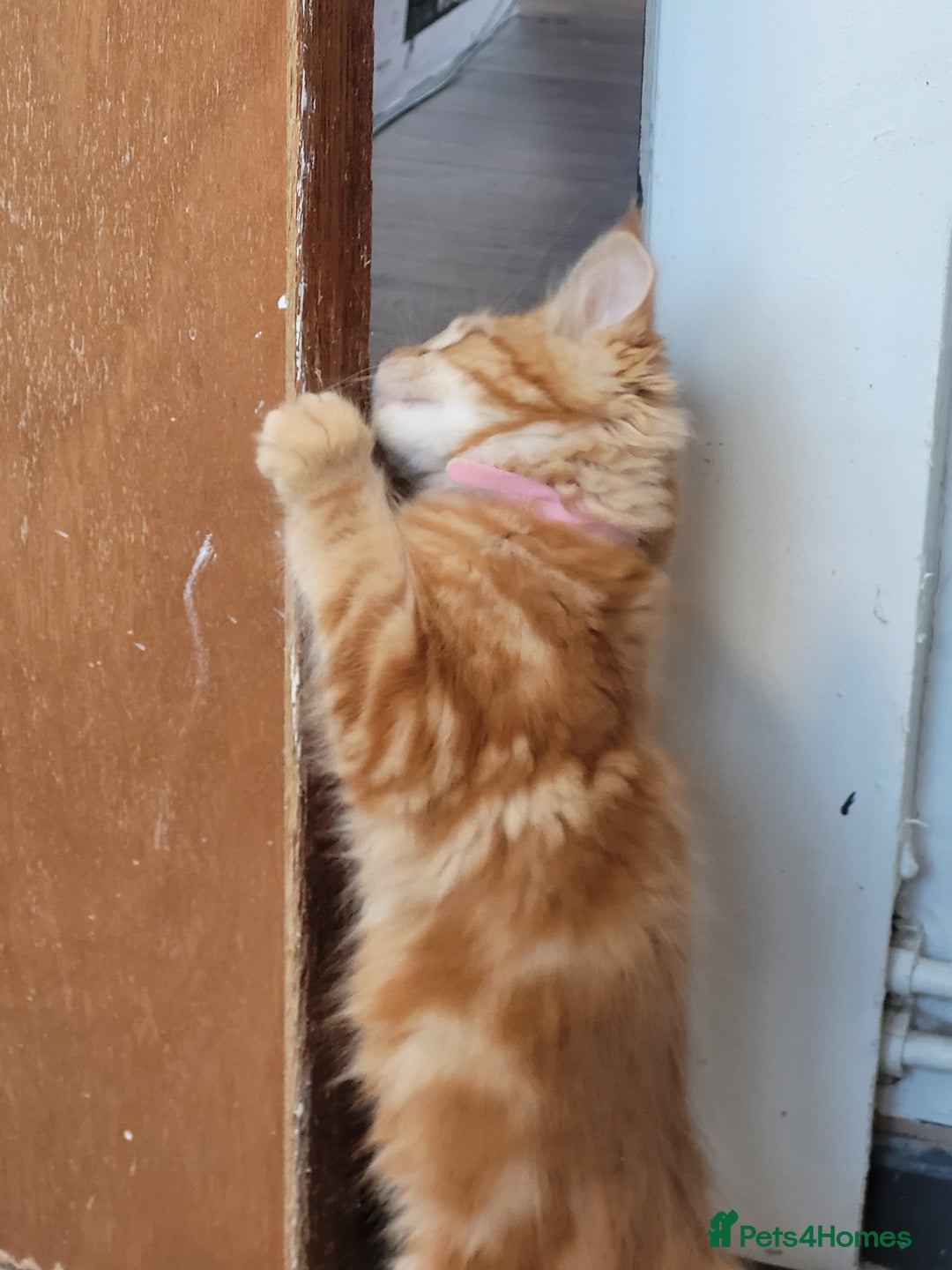 Maine Coon cats for sale: Ginger Maine Coon Kittens  - Advert 21