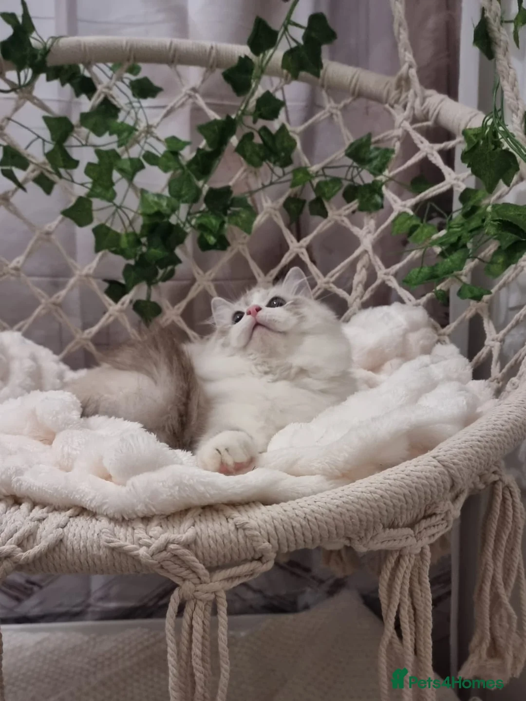 Ragdoll cats for sale: Exceptional Tica Registered Ragdoll Kittens - Advert 38