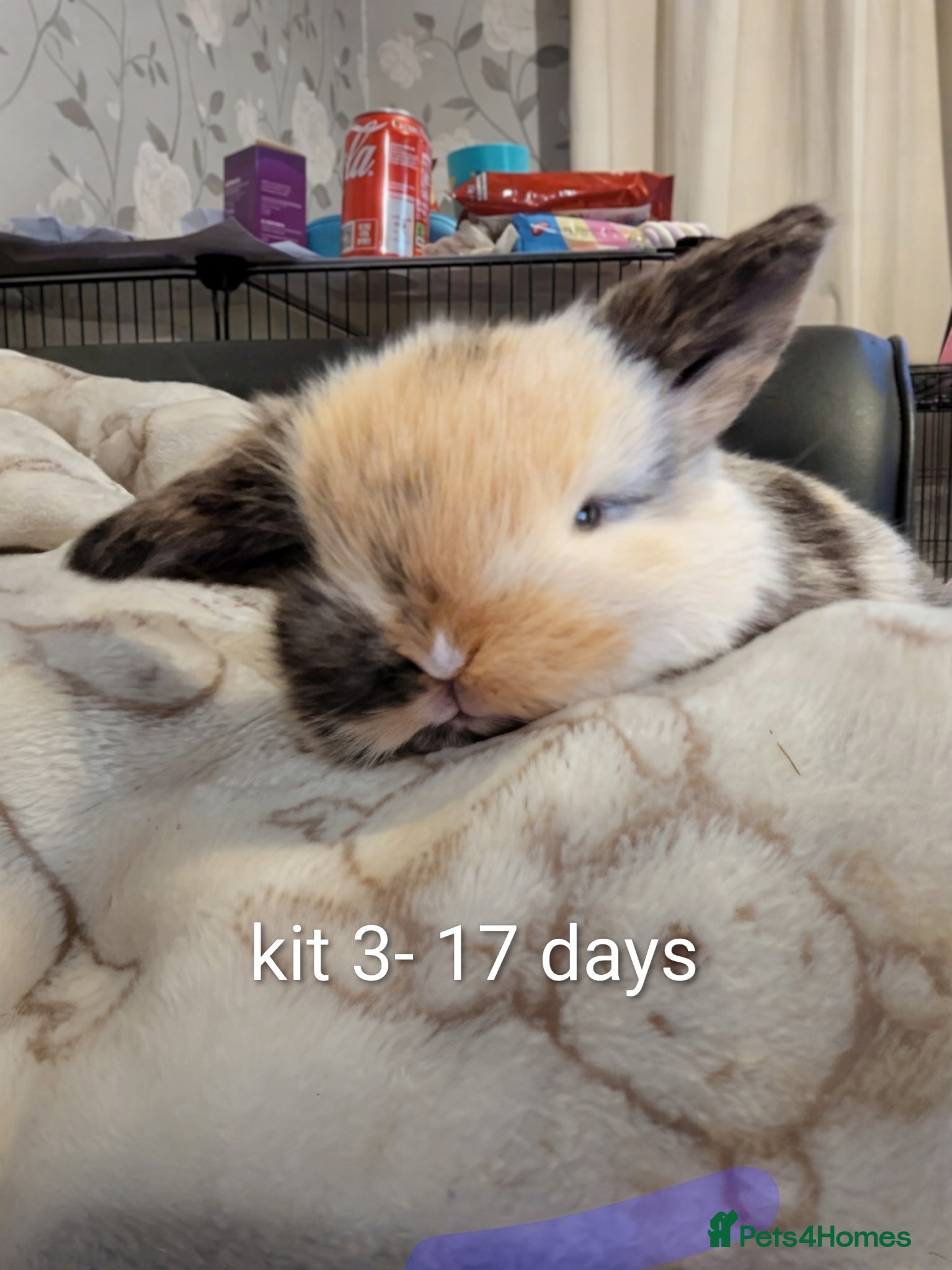 Mini Lop rabbits Pure bred minilops 1 LEFT - Advert 17