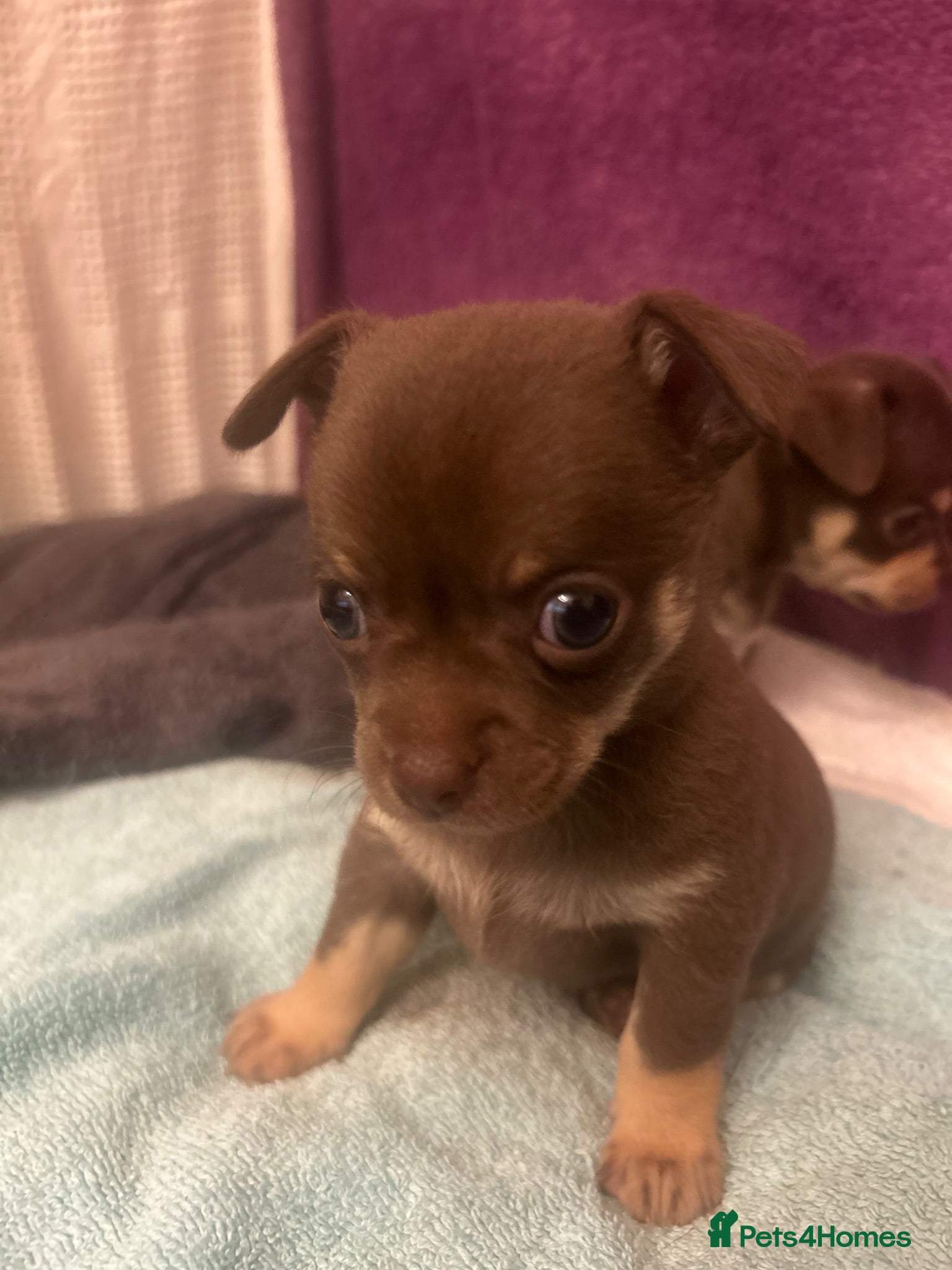 Chihuahua dogs Only 1 gorgeous boy left 🤎🤎 - Advert 6