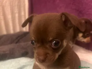 Chihuahua dogs Only 1 gorgeous boy left 🤎🤎 - Advert 6