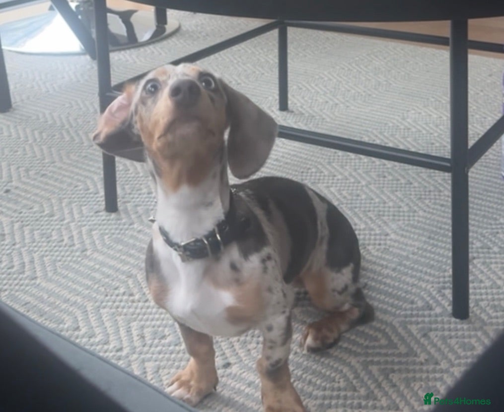 Miniature Dachshund dogs Mini daschund dapple  - Advert 4