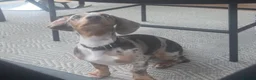 Miniature Dachshund dogs for sale: Mini daschund dapple  - Advert 1