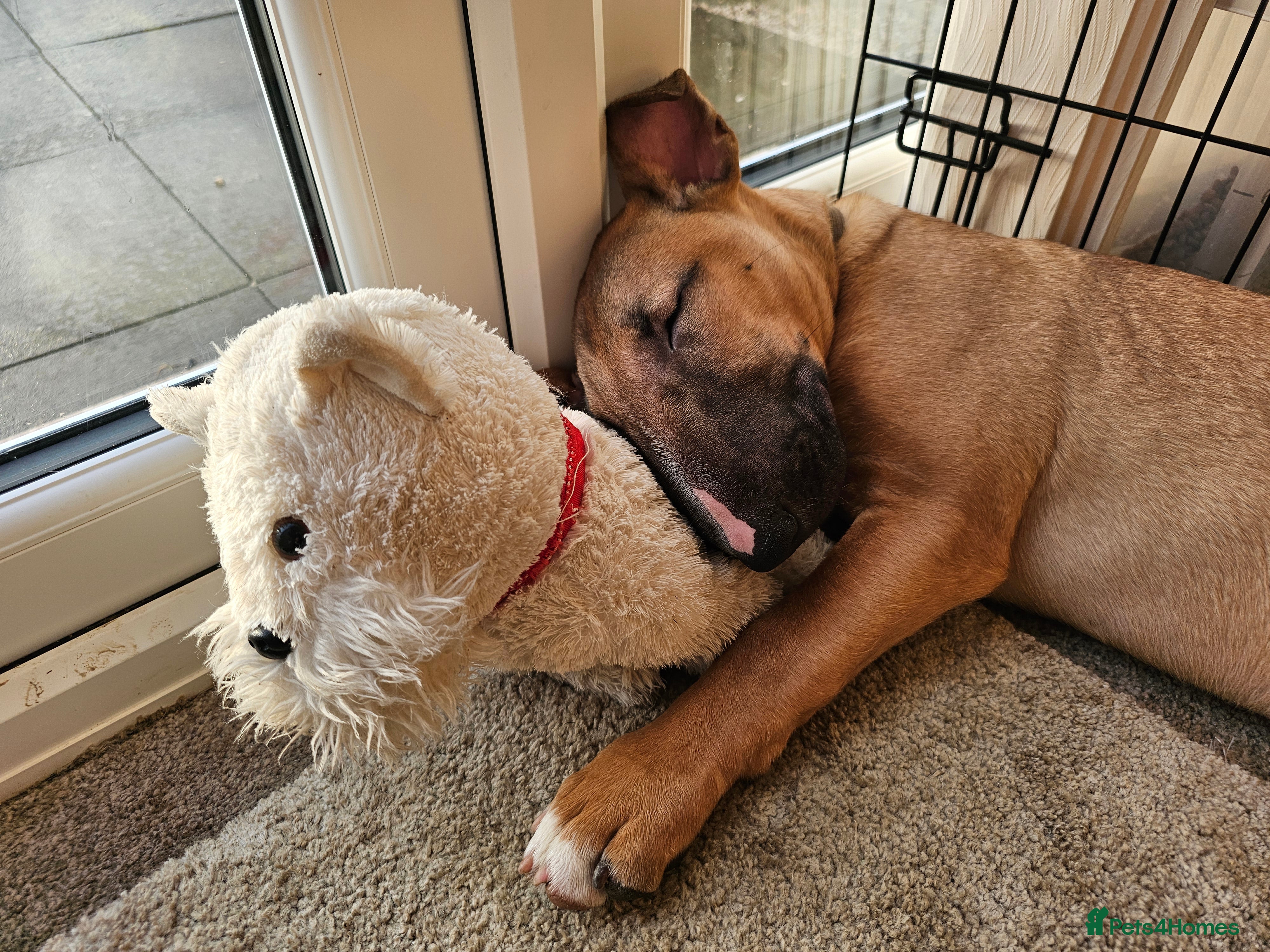 English Bull Terrier dogs Male English Bull Terrier  in Morpeth - Advert 1