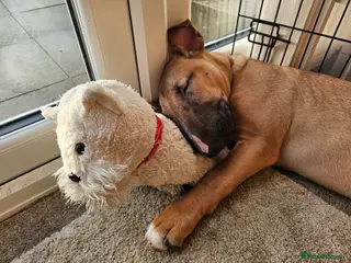 English Bull Terrier dogs Male English Bull Terrier in Morpeth - Advert 1