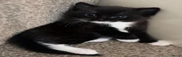 Mixed Breed cats for sale: Male kitten  - Advert 2