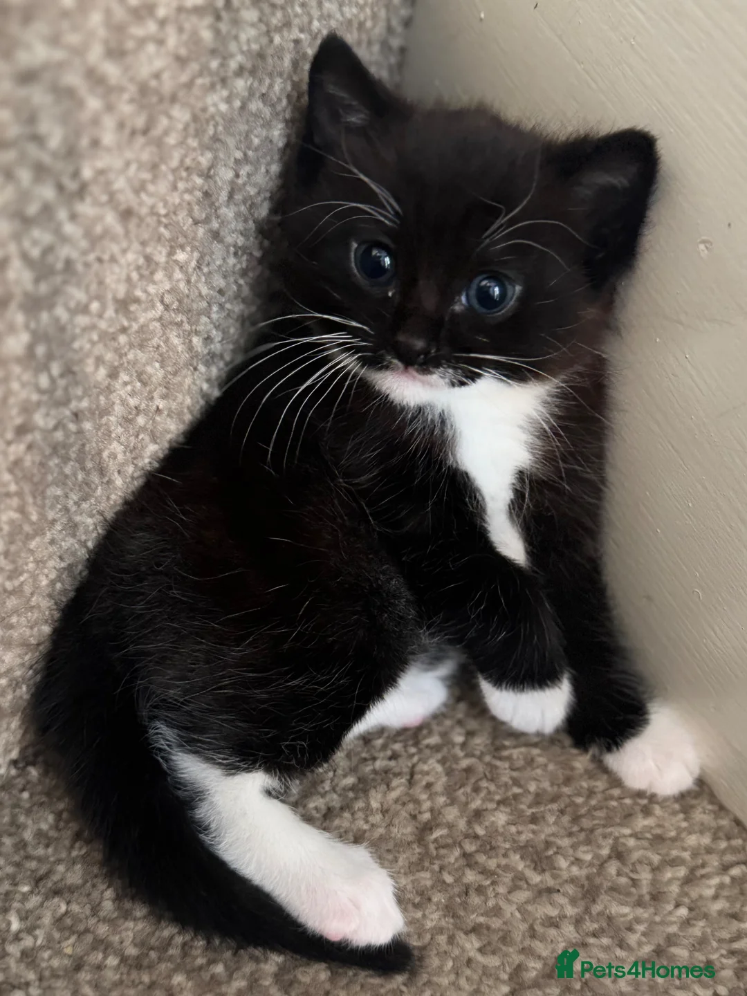 Mixed Breed cats for sale: Male kitten  - Advert 2