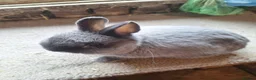 Netherland Dwarf rabbits for sale: Siamese smoke netherland dwarf  - Advert 5