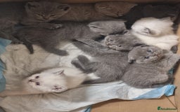 Scottish Fold cats for sale: Very Friendly Kittens, Pedigree Scottish Fold  - Image 17
