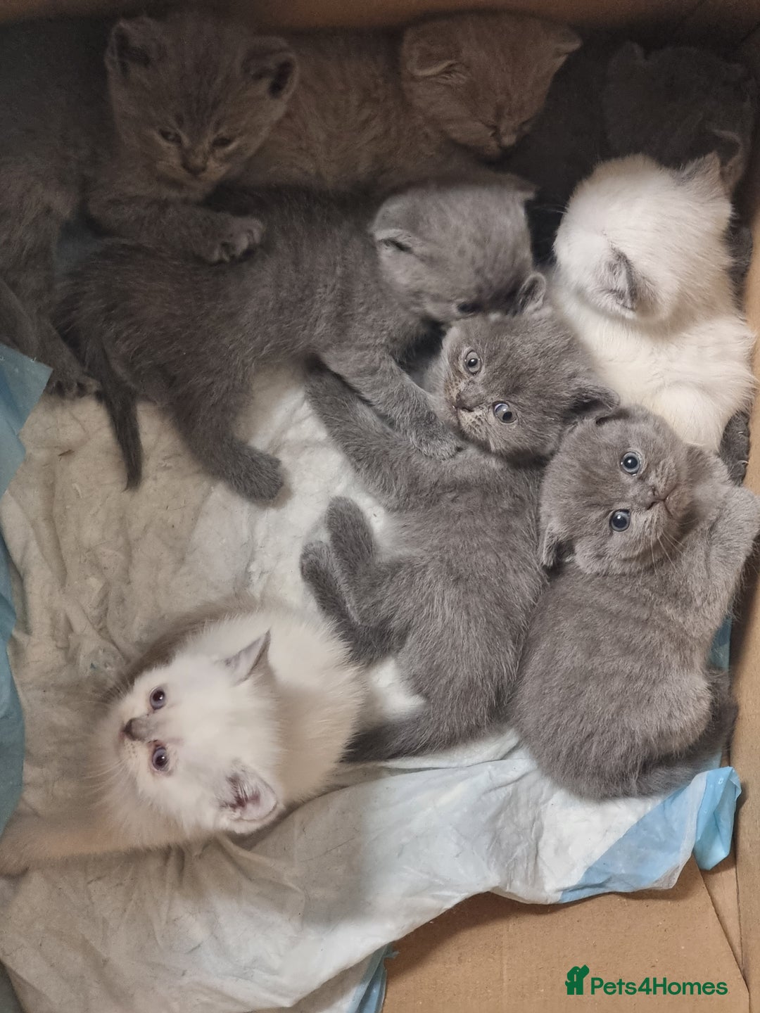 Scottish Fold cats for sale: Very Friendly Kittens, Pedigree Scottish Fold  - Image 17
