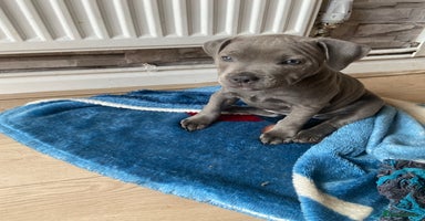 Staffordshire Bull Terrier dogs - Advert 2