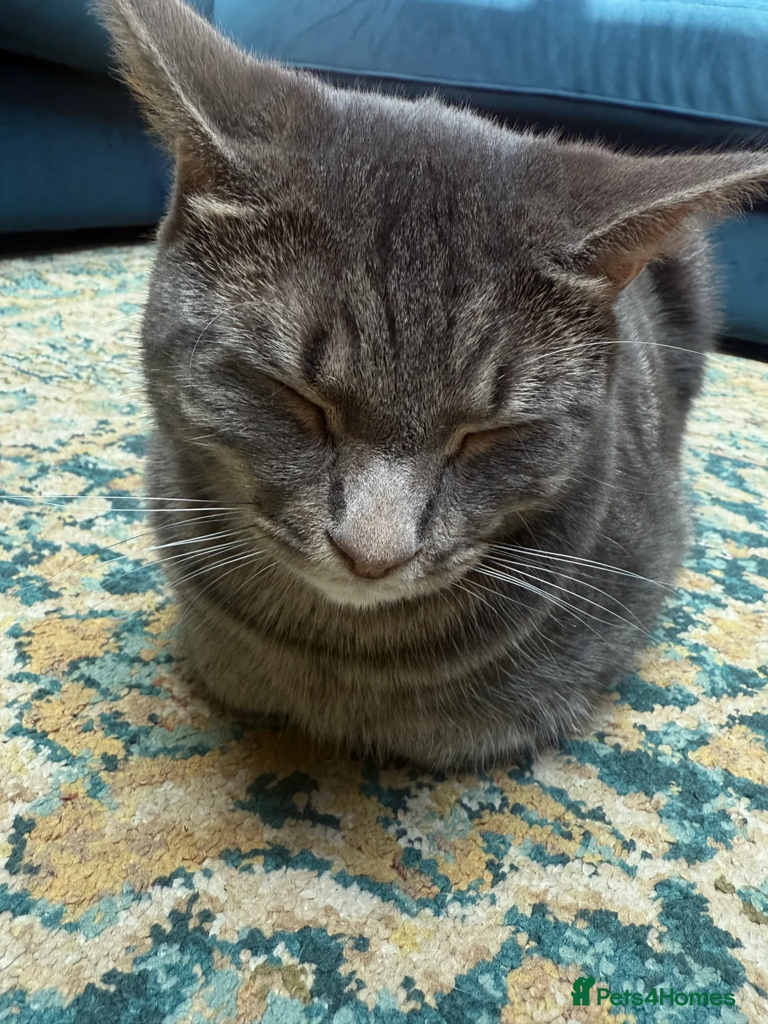 Russian Blue cats for sale: Adorable 2 year old tabby cat - Advert 2