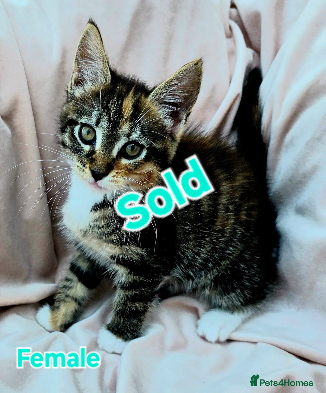 Mixed Breed cats for sale: 4 Maine Coon X Kittens Still Available!! - Image 15