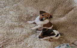Jack Russell dogs for sale: Jack Russell pups - Image 8