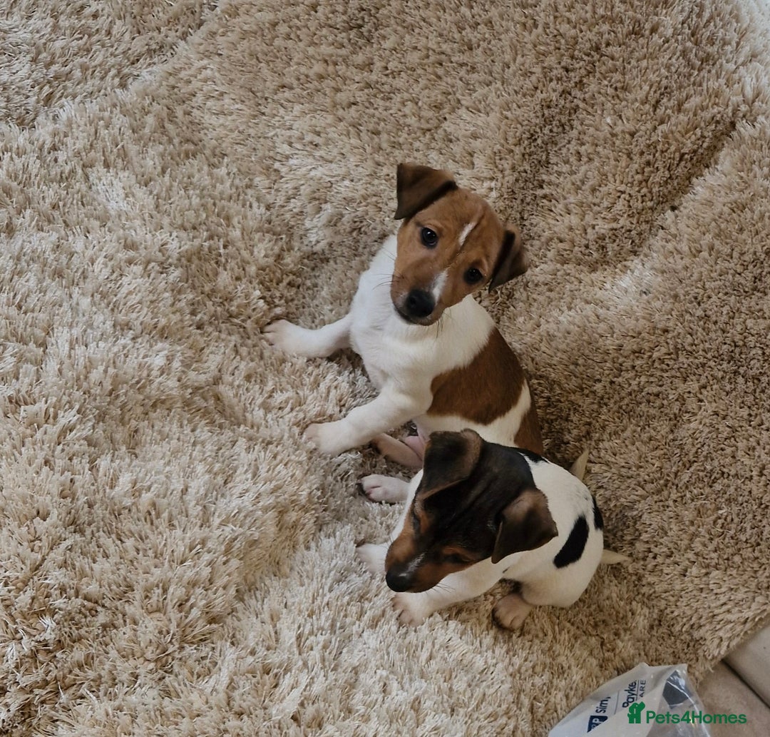 Jack Russell dogs for sale: Jack Russell pups - Image 8