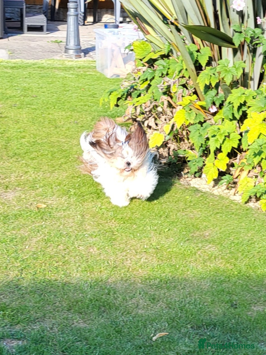 Shih Tzu dogs for stud: Proven Stud dog - Image 3