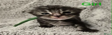 Maine Coon 6