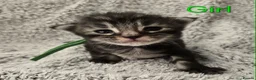 Maine Coon cats for sale: 6 TICA registered Maine Coon kittens. - Advert 2