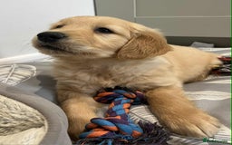 Golden Retriever dogs for sale: Beautiful Chunky KC Golden Retriever Puppies - Image 2
