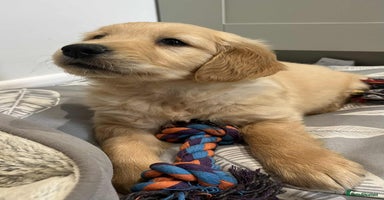 Golden Retriever dogs - Advert 3