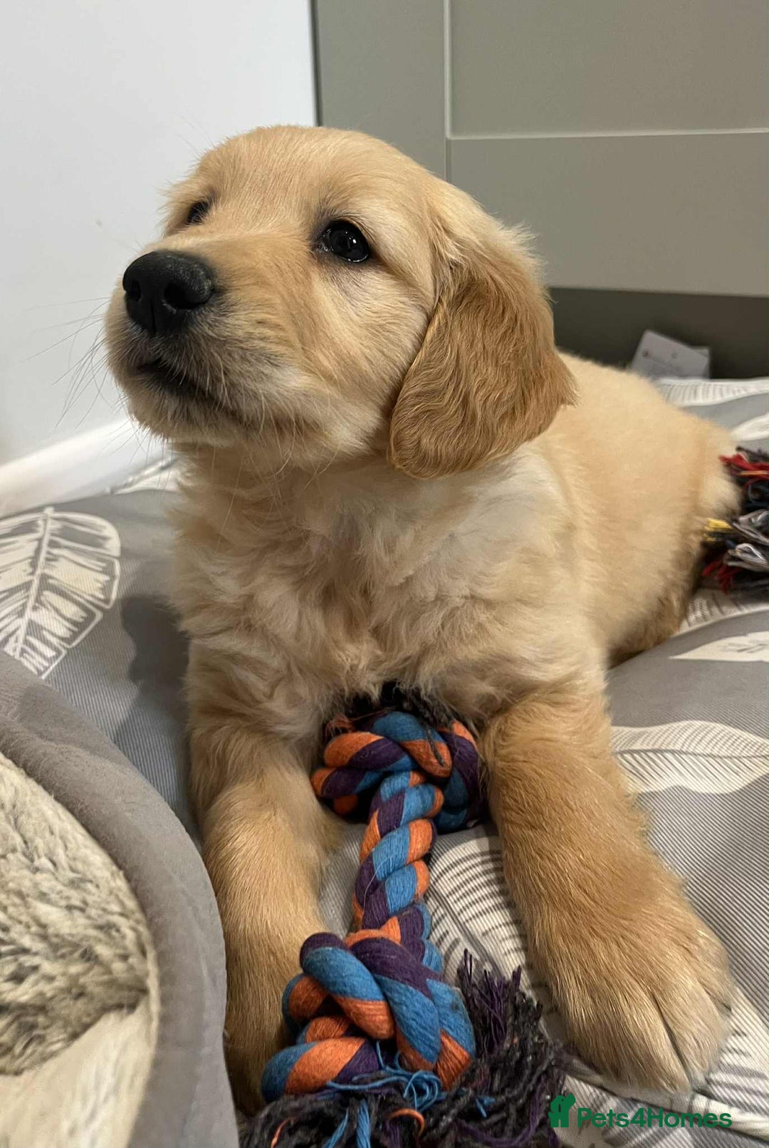 Golden Retriever dogs for sale: Beautiful Chunky KC Golden Retriever Puppies - Image 2