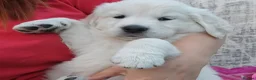 Golden Retriever dogs for sale: Stunning Cream KC registered Golden Retrievers  - Advert 22
