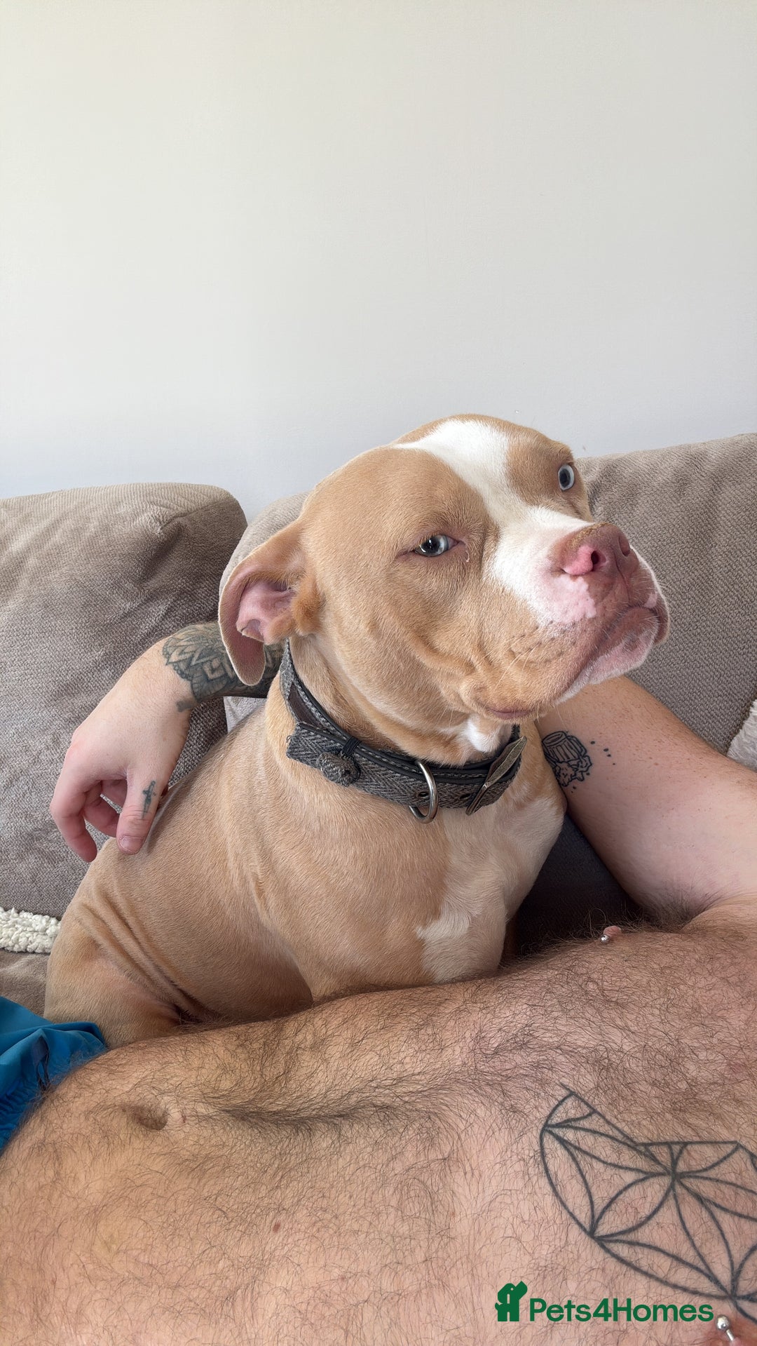 American Bulldog dogs for sale: Rehome - Advert 2