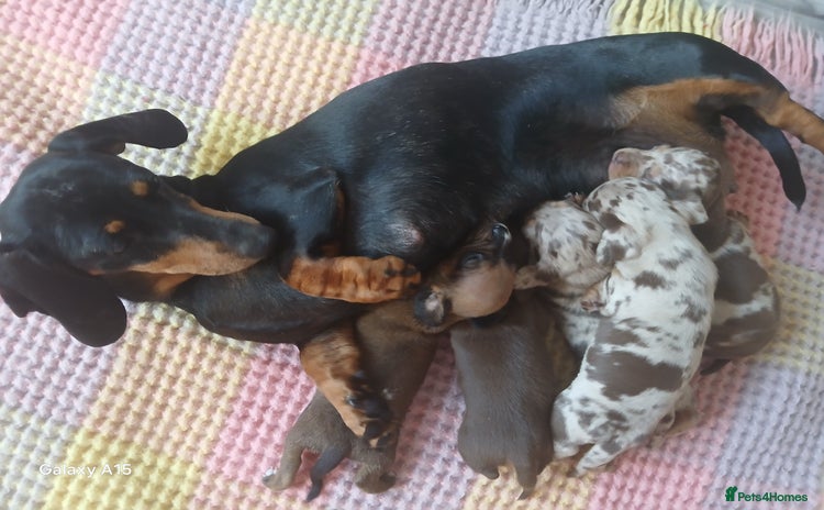 Miniature Dachshund dogs - Advert 3