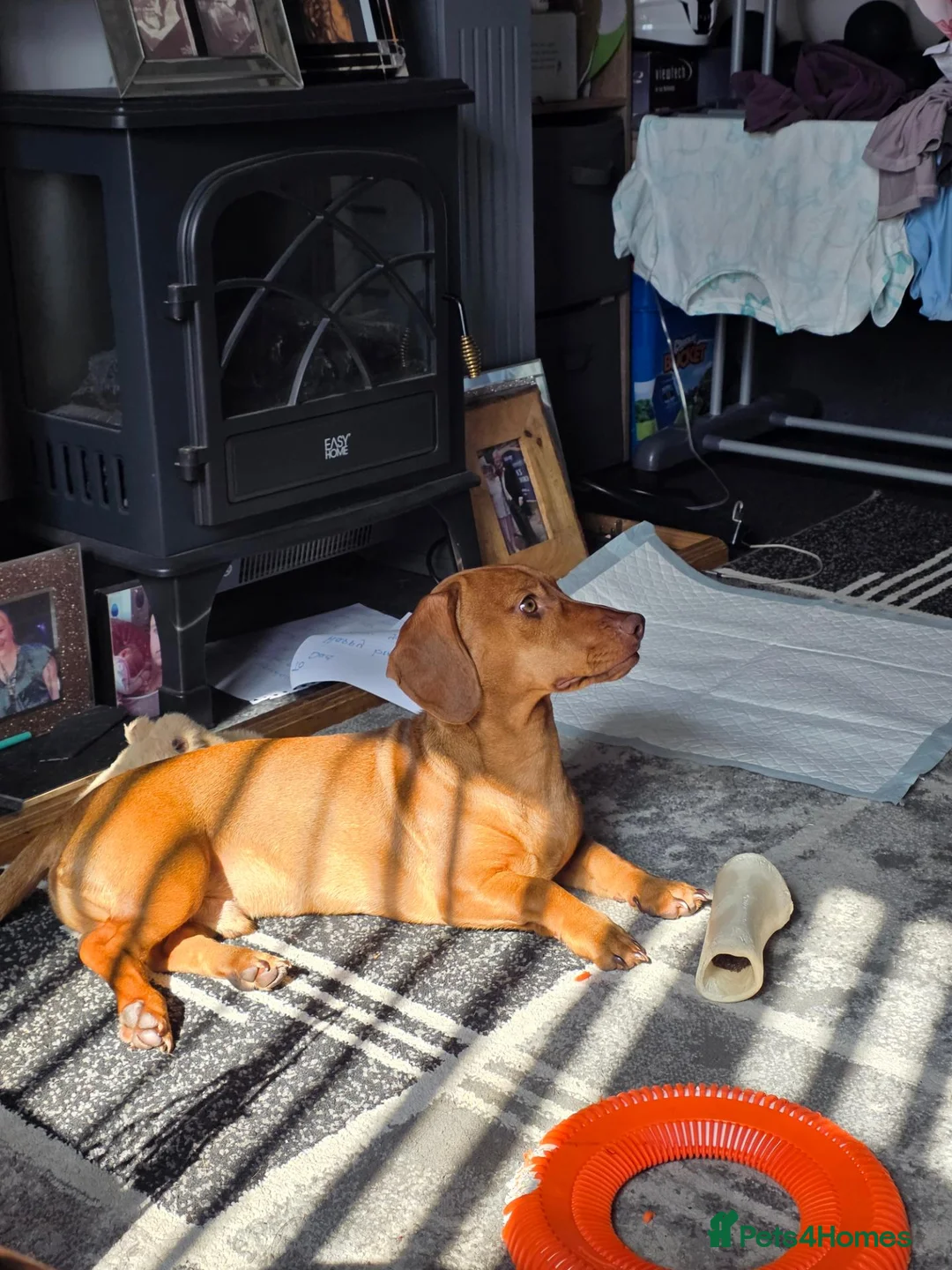 Jackshund dogs for sale: Milo 7 months old in Saint Helens - Advert 2