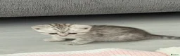 British Shorthair cats for sale: 4 beautiful kittens - 2 female & 2 male - Advert 5