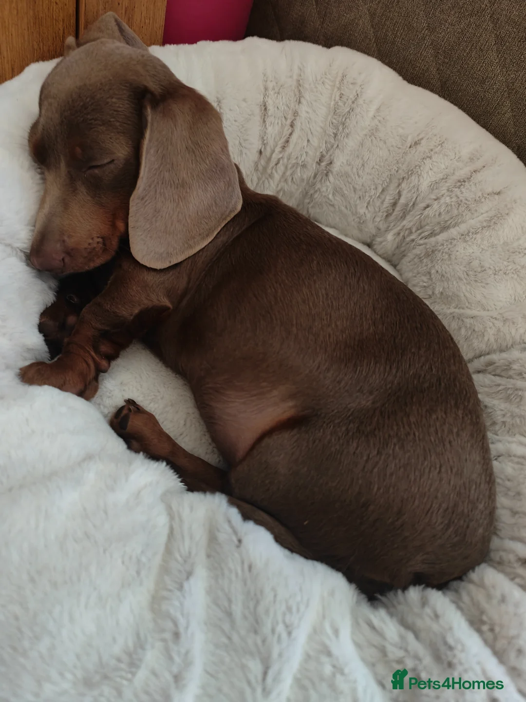 Dachshund dogs for sale: Cute little dachshund girl - Advert 13