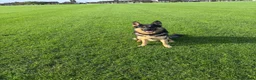 German Shepherd dogs for stud: “Cupid” for stud  - Advert 3