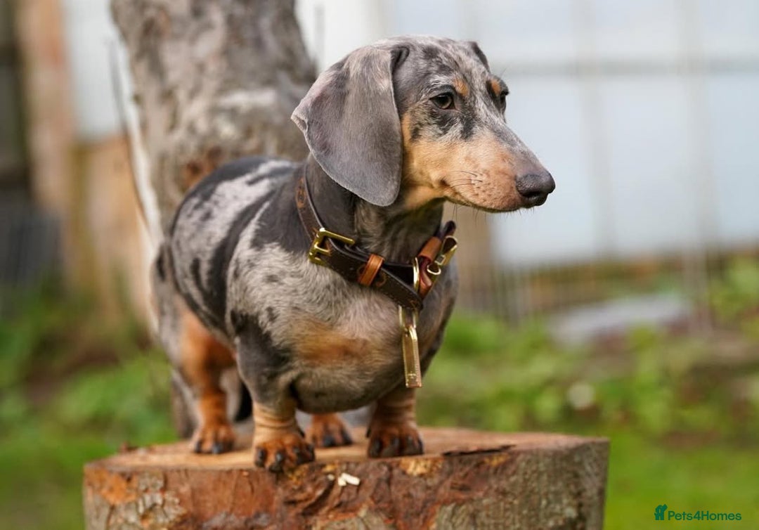 Miniature Dachshund dogs for sale: KC REG Miniature DACHSHUND - GIRL - Image 4