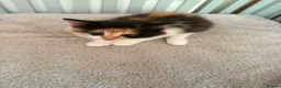 Mixed Breed cats for sale: BEAUTIFUL KITTENS in Cullompton - Advert 6