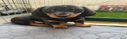 Miniature Dachshund dogs for sale: KC Reg - 1 puppy looking for his forever home - Advert 13