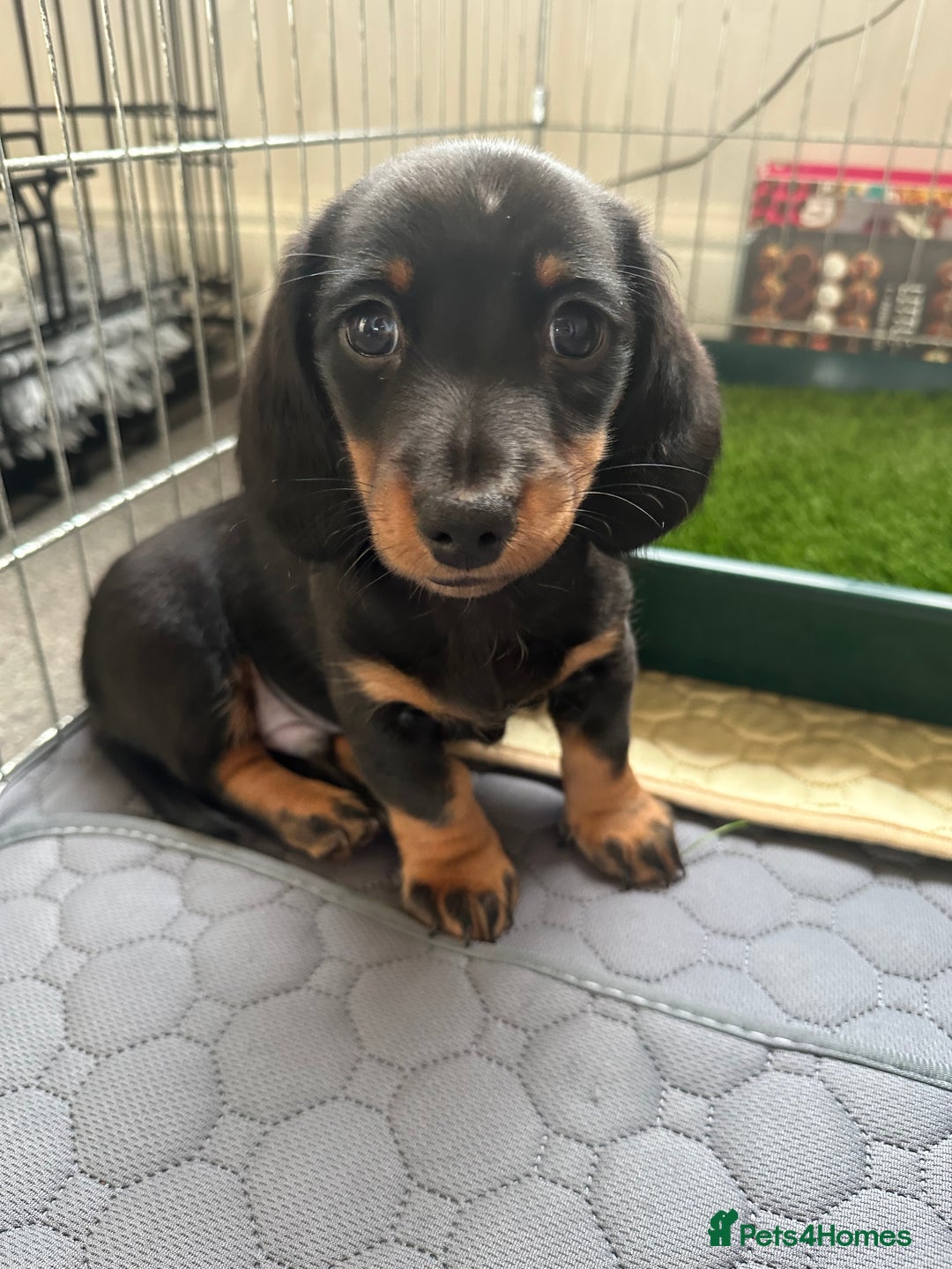 Miniature Dachshund dogs for sale: KC Reg - 1 puppy looking for his forever home - Advert 13