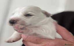 Miniature Schnauzer dogs for sale: Top Quality, health tested Mini Schnauzer pups - Image 11
