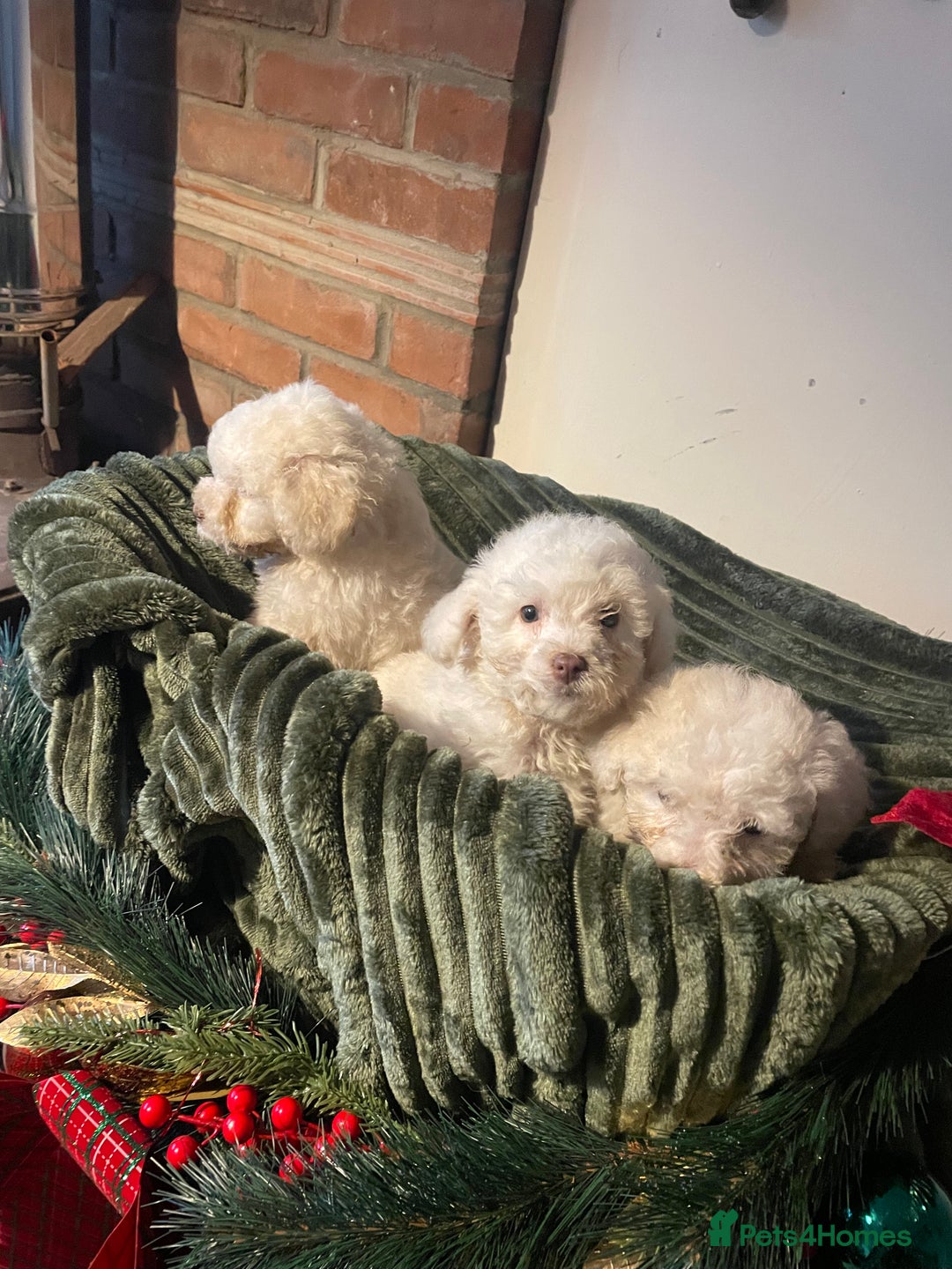 Miniature Poodle dogs for sale: Beautiful miniature poodle puppies  - Advert 5