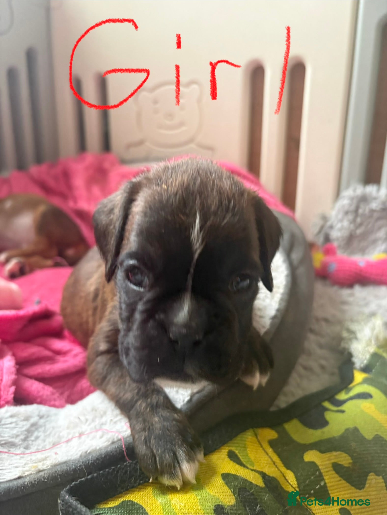 Boxer dogs KC registered boxer puppies3 girls left and 1 boy  - Advert 18