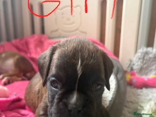 Boxer dogs KC registered boxer puppies3 girls left and 1 boy - Advert 18
