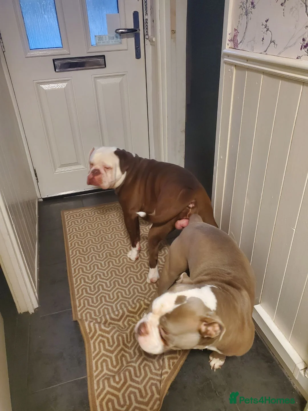 Olde English Bulldogge dogs for sale: Olde english bulldog - Advert 2